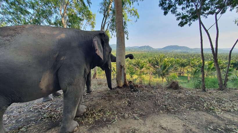 From Bangkok: Living Green Elephant Sanctuary Day Trip - Who should book this day trip?