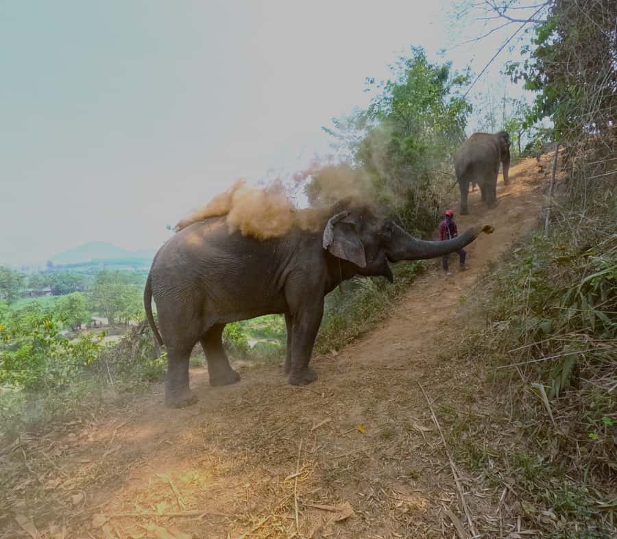 From Chiang Mai: Chiang Mai Elephant Care Morning Program - Key points at a glance