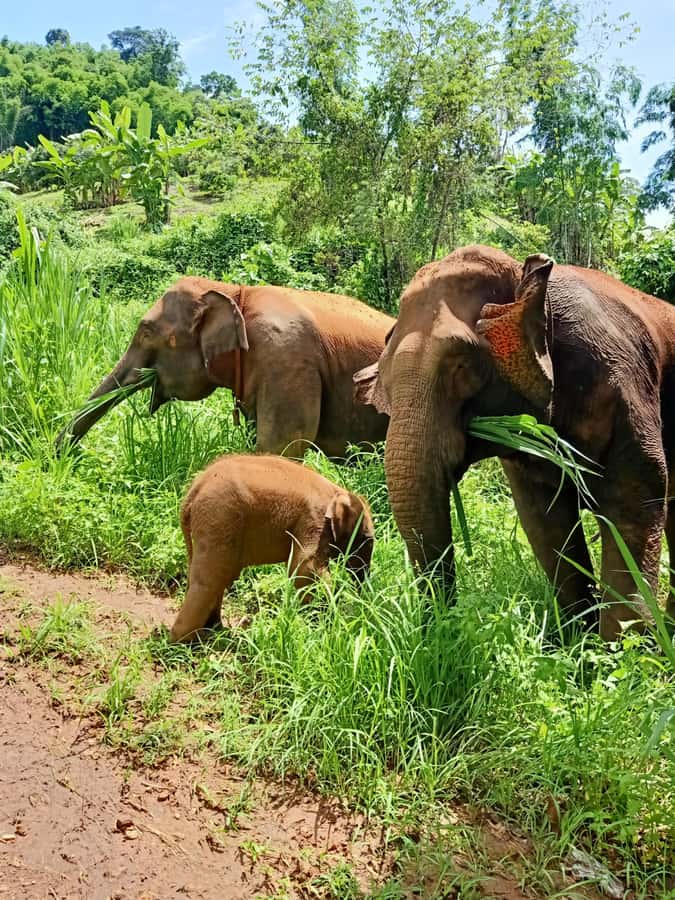 From Chiang Mai: Chiang Mai Elephant Care Morning Program - Bathing and brushing in the river