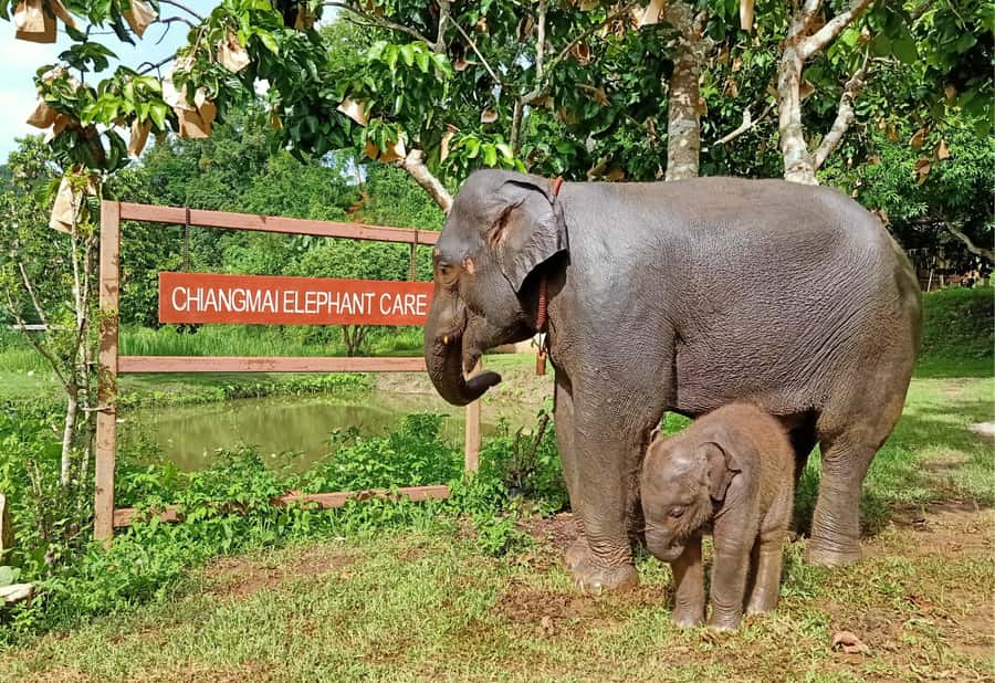 From Chiang Mai: Chiang Mai Elephant Care Morning Program - Homemade lunch with a view of the elephants