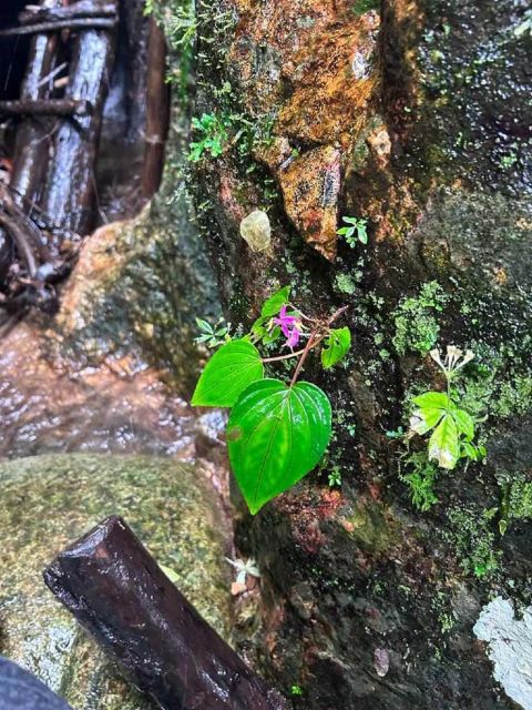 From Chiang Mai: Doi Saket Hiking Tour with Lunch - Five hours among old trees, herbs, and wildlife