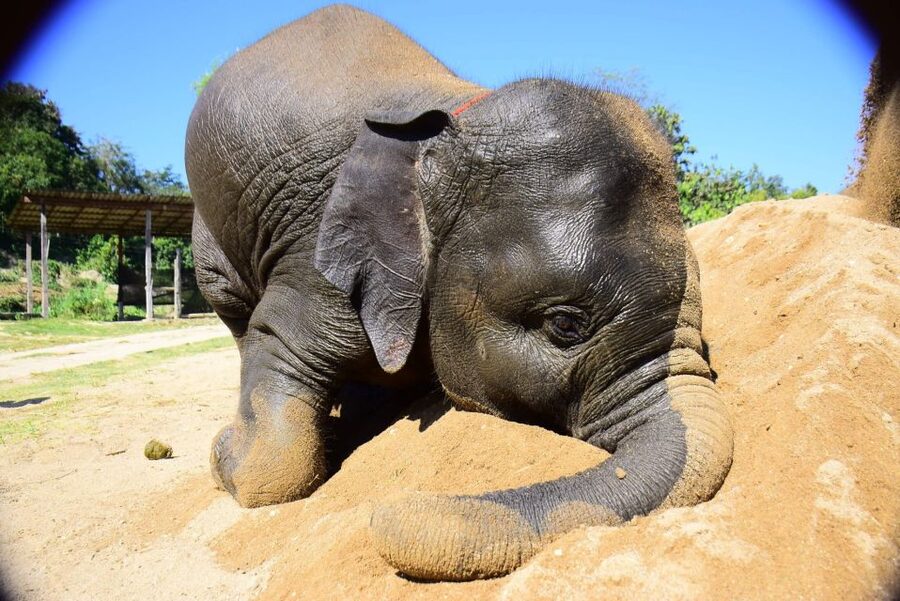 From Chiang Mai: Elephant Care Program and Nursery Tour - From Chiang Mai to Mae Tang in one morning