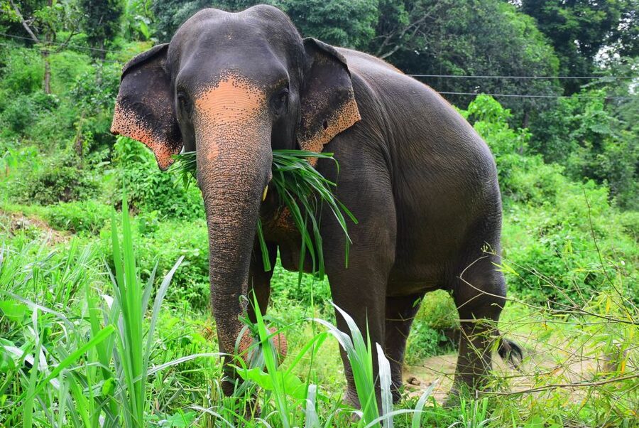 From Chiang Mai: Elephant Care Program and Nursery Tour - Preparing treats instead of simply posing