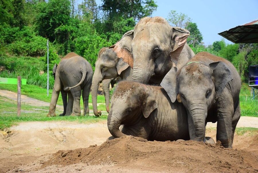 From Chiang Mai: Elephant Care Program and Nursery Tour - Following the elephants to the mud and sand spa