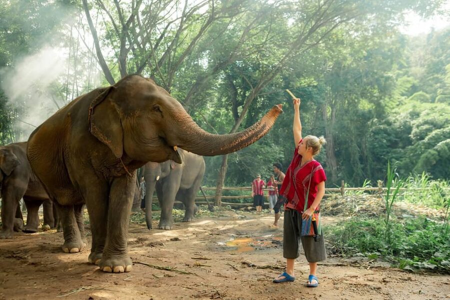From Chiang Mai: Kerchor Eco Elephant Park Tour - Who should choose this half-day elephant visit