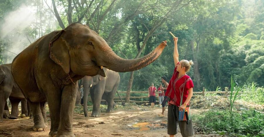 From Chiang Mai: Kerchor Eco Elephant Park Tour - Why the elephants are the main event