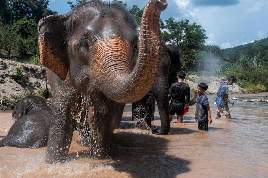 From Chiang Mai: Kerchor Eco Elephant Park Tour - Feeding the elephants and meeting the babies