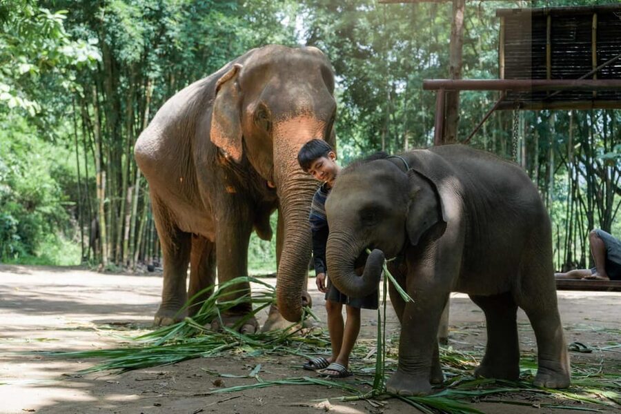 From Chiang Mai: Kerchor Eco Elephant Park Tour - Walking beside elephants in their daily routine