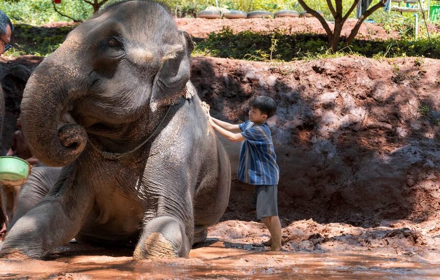 From Chiang Mai: Kerchor Eco Elephant Park Tour - Mud play and the stream bath