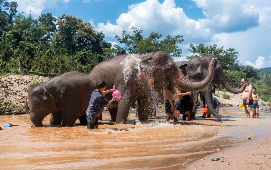 From Chiang Mai: Kerchor Eco Elephant Park Tour - Lunch, drinks, and time to slow down
