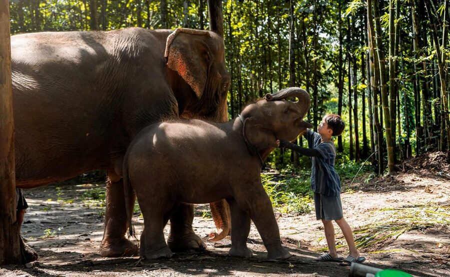 From Chiang Mai: Kerchor Eco Elephant Park Tour - What the $48 price really covers