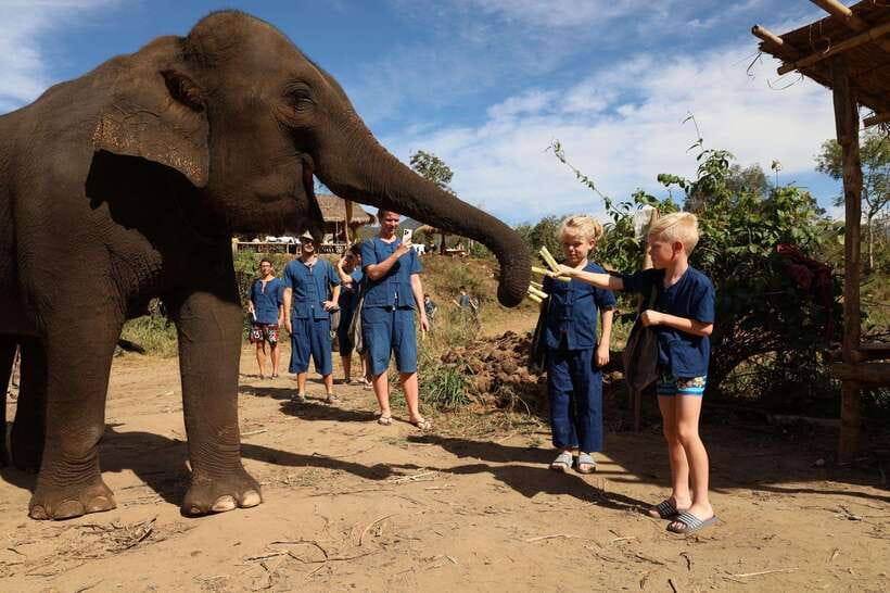 From Chiang Mai: Living Green Elephant Sanctuary Tour - Food, clothing, and what to pack