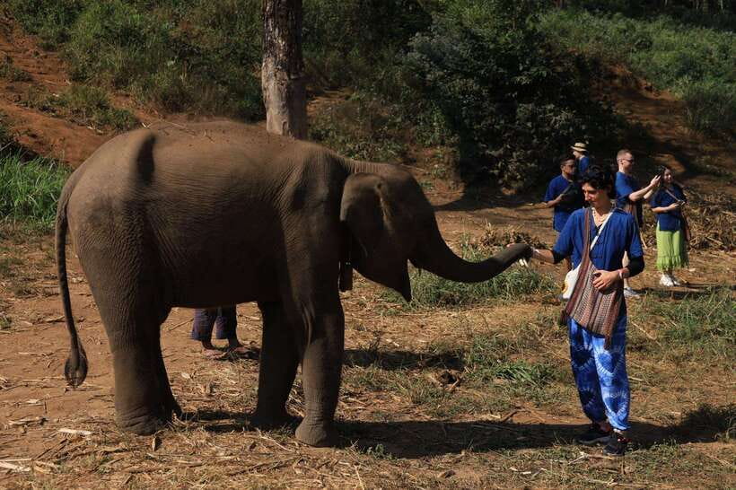 From Chiang Mai: Living Green Elephant Sanctuary Tour - Meeting the elephants in their own rhythm