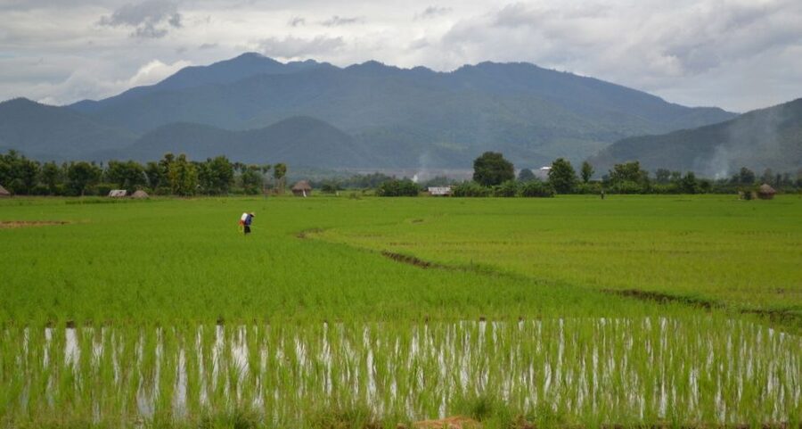 From Chiang Mai: Mae Taeng Valley and Waterfalls Cycle Tour - Thai lunch in a tropical garden