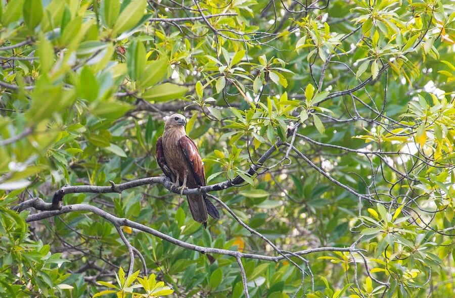 From Ko Lanta: Mangrove Eco-Excursion by Longtail Boat - Monkey Point and the question of feeding macaques