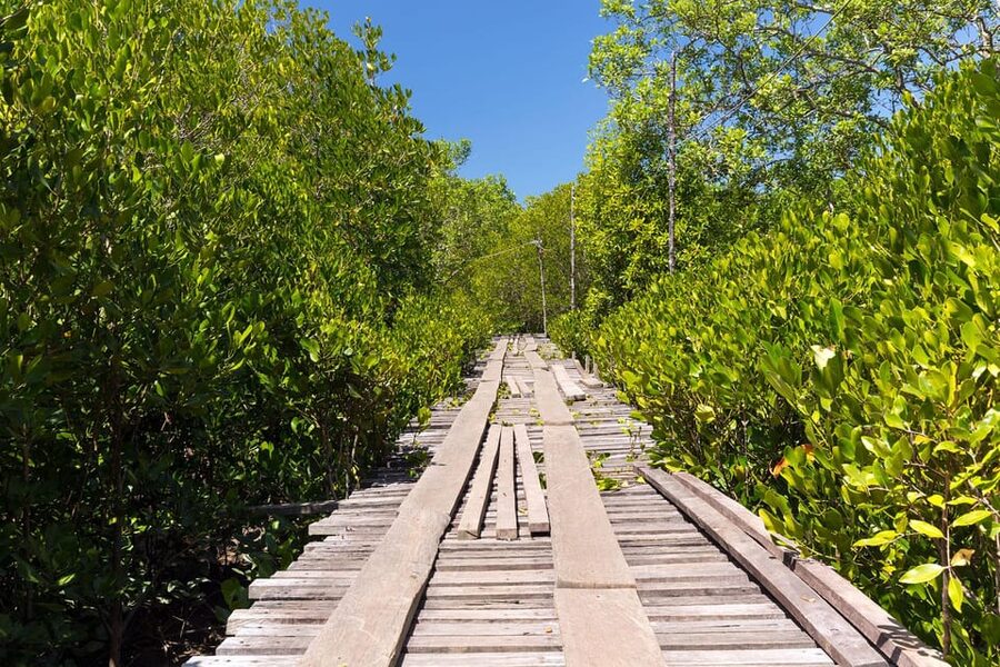 From Ko Lanta: Mangrove Eco-Excursion by Longtail Boat - How much value do you get for $28?