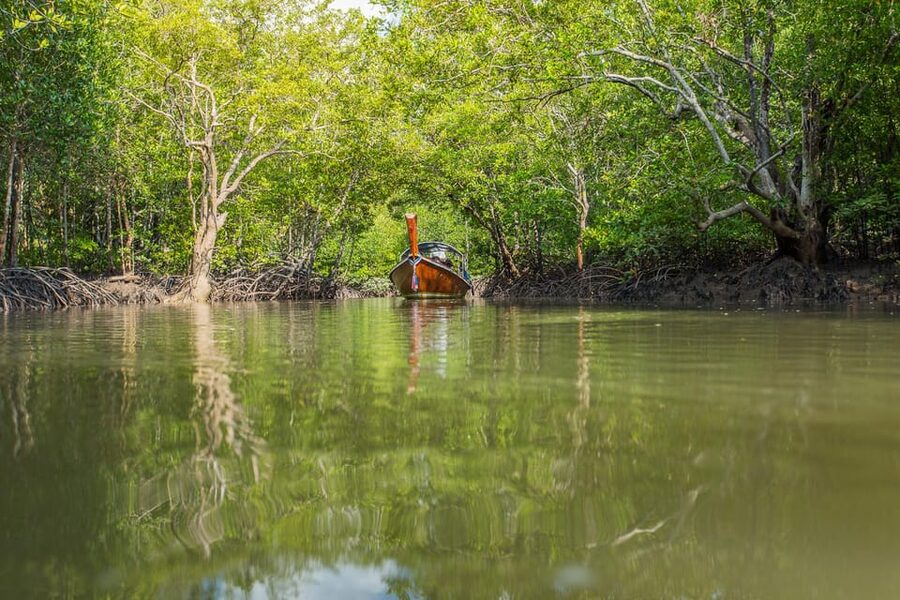 From Ko Lanta: Mangrove Eco-Excursion by Longtail Boat - Who should book this Koh Lanta eco-excursion?