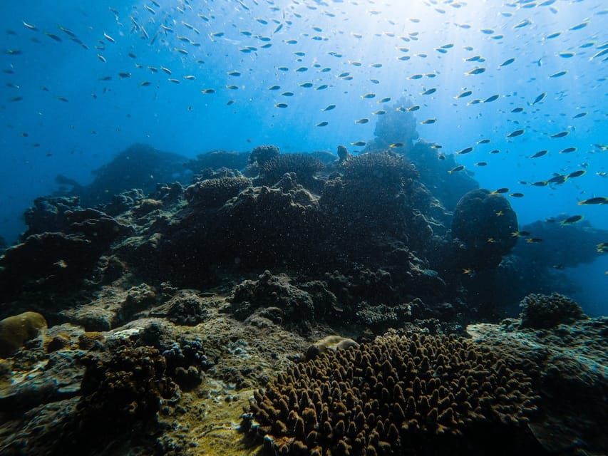 From Krabi: Phi Phi Islands Speedboat Day Tour - Snorkeling around Phi Phi Leh