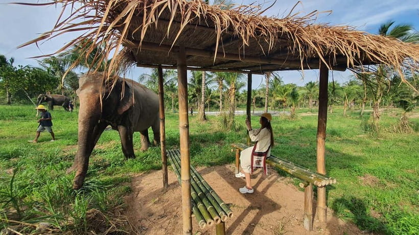 From Pattaya: Living Green Elephant Sanctuary Day Trip - Key points to know before booking