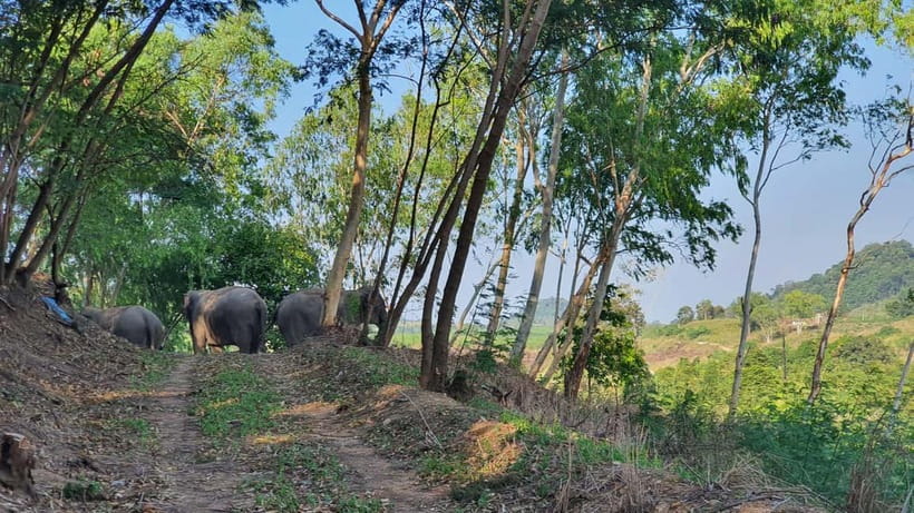 From Pattaya: Living Green Elephant Sanctuary Day Trip - Why this sanctuary feels different from an elephant show