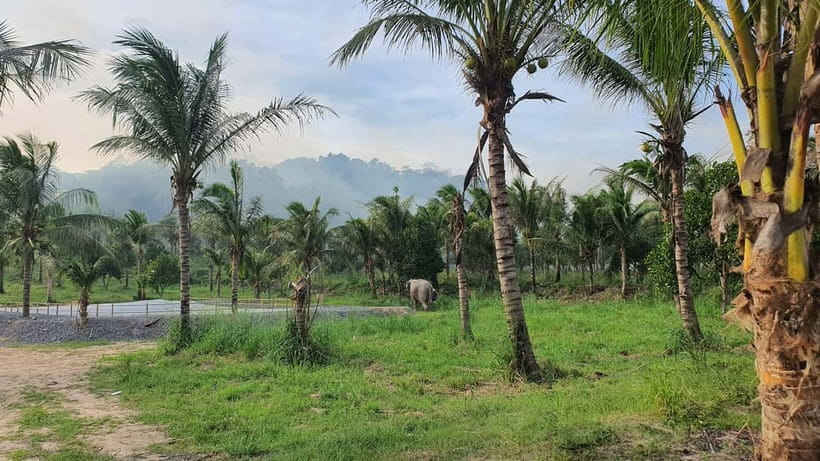 From Pattaya: Living Green Elephant Sanctuary Day Trip - Feeding the elephants and meeting their personalities
