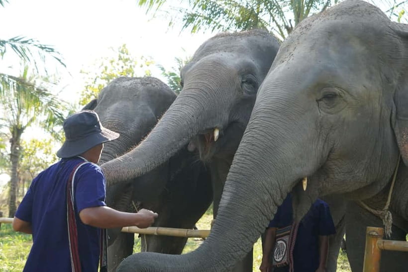 From Pattaya: Living Green Elephant Sanctuary Day Trip - Bathing time depends on the elephants