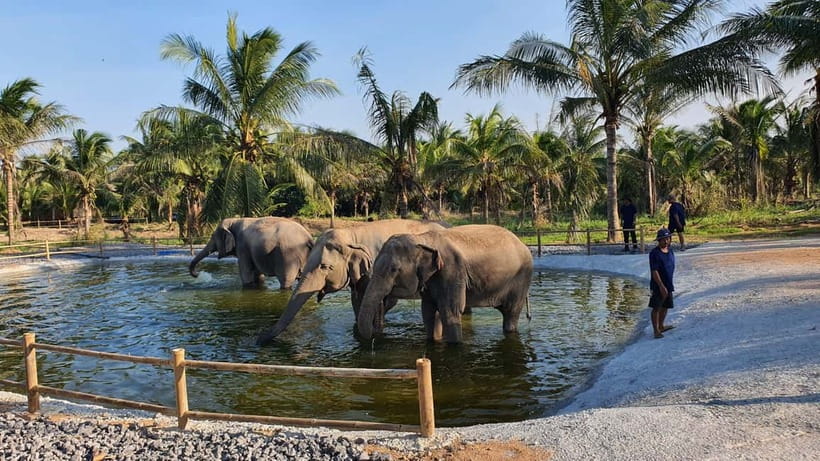 From Pattaya: Living Green Elephant Sanctuary Day Trip - What to pack for a comfortable visit