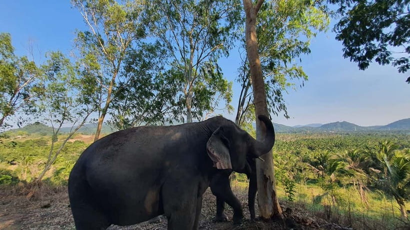 From Pattaya: Living Green Elephant Sanctuary Day Trip - From Pattaya to the mountains of Chonburi
