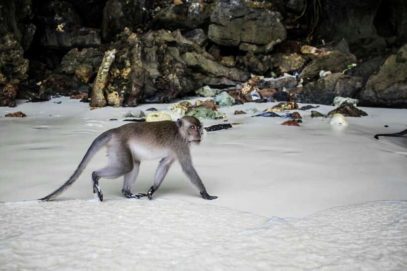 From Phi Phi: Full Day 7 Island Tour by Longtail with Sunset - Key points before you book