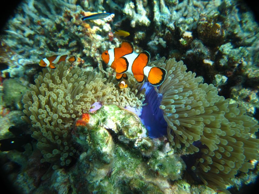From Phi Phi: Full Day Snorkeling Trip by Longtail Boat - Lunch on board and the limits of the meal
