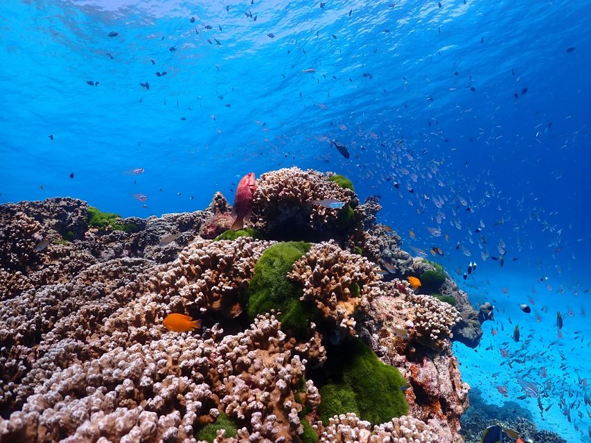 From Phi Phi: Full Day Snorkeling Trip by Longtail Boat - Bamboo Island for sand, sun, and swimming