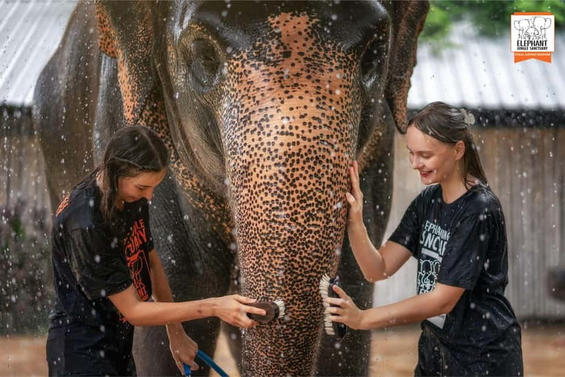 From Phuket: Elephant Jungle Sanctuary Feed and Shower Trip - At a glance