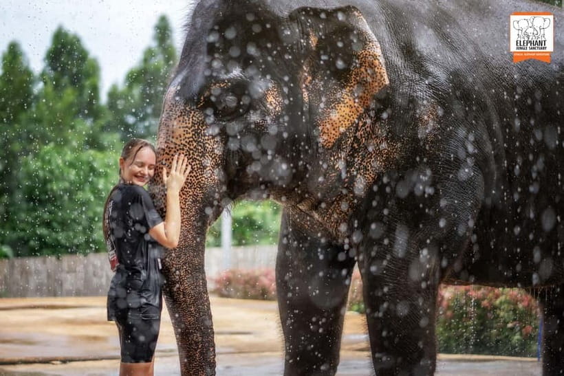 From Phuket: Elephant Jungle Sanctuary Feed and Shower Trip - Feeding time with Phuket’s elephants