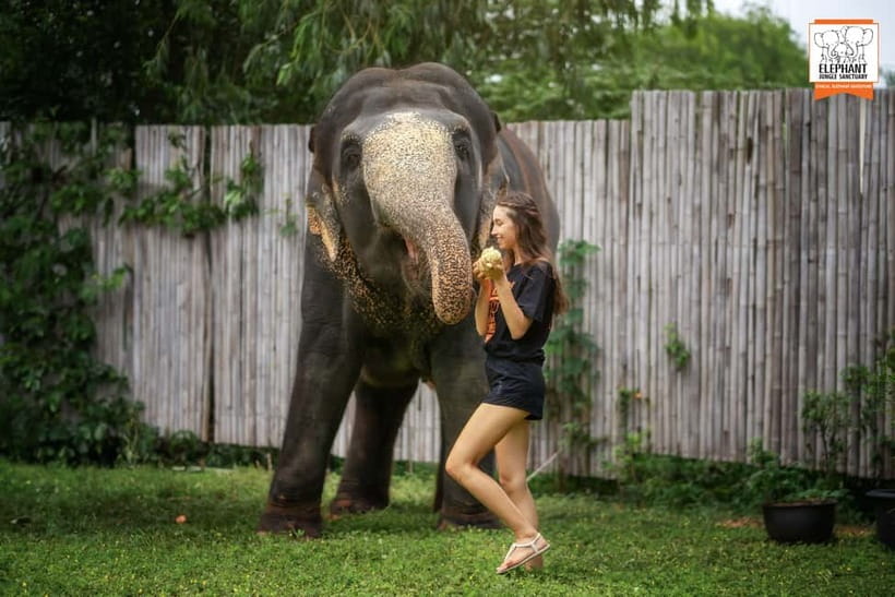 From Phuket: Elephant Jungle Sanctuary Feed and Shower Trip - The outdoor rain shower