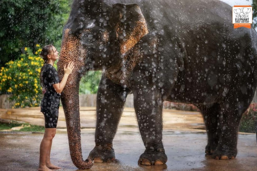 From Phuket: Elephant Jungle Sanctuary Feed and Shower Trip - Booking advice for a smoother visit