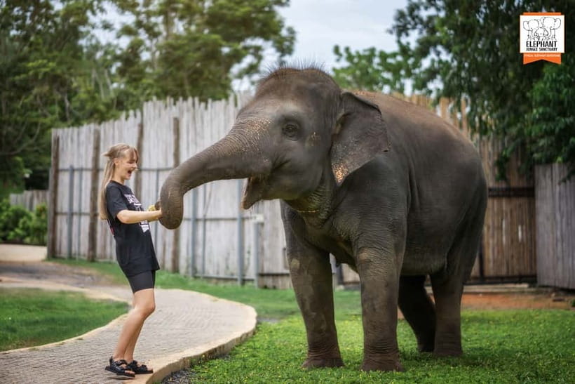From Phuket: Elephant Jungle Sanctuary Feed and Shower Trip - The short lesson before the shower
