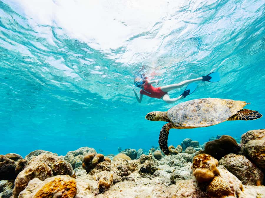 From Samui: Koh Tao and Nangyuan Snorkeling Tour Day Trip - What matters most on this island day