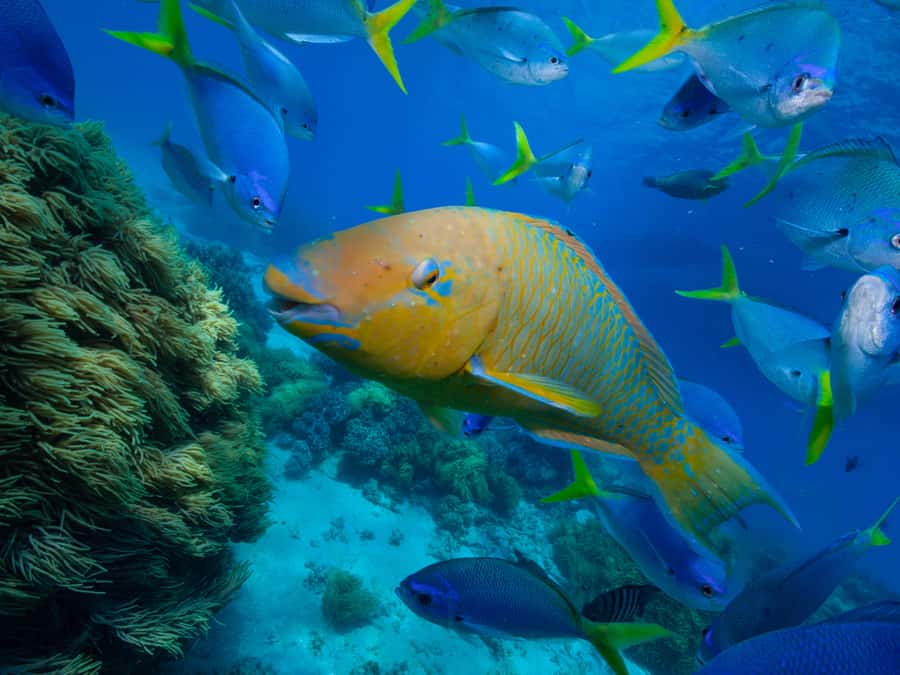 From Samui: Koh Tao and Nangyuan Snorkeling Tour Day Trip - Koh Tao and its coral snorkeling