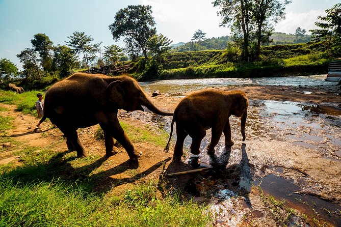 Full-Day Guided Tuk Tuk Chiang Mai Adventure and Rafting - What the $193.62 price includes
