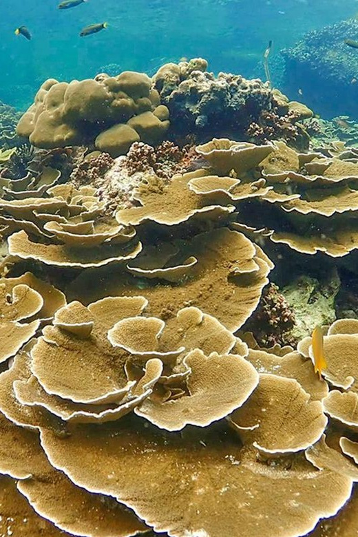 Full-Day Koh Lipe 5 points Snorkeling (East Zone) with Lunch - Key points to know before booking
