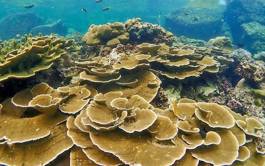 Full-Day Koh Lipe 5 points Snorkeling (East Zone) with Lunch - Koh Usen: a small island with marine life nearby