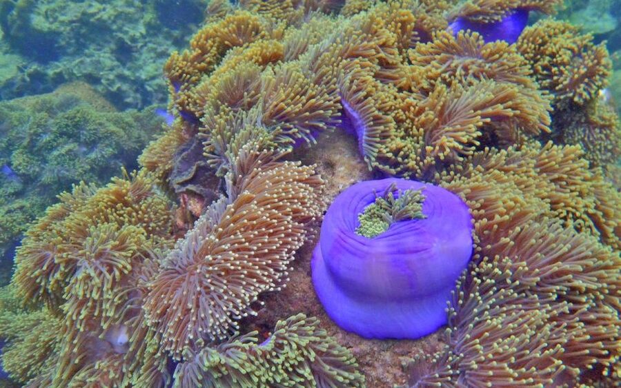 Full-Day Koh Lipe 7 points Snorkeling Experience with Lunch - Ao Kamnan shows a different type of coral