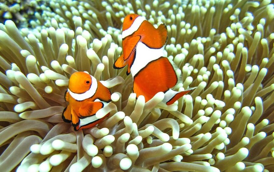 Full-Day Koh Lipe 7 points Snorkeling Experience with Lunch - Koh Ro Kloy is the easiest beach break