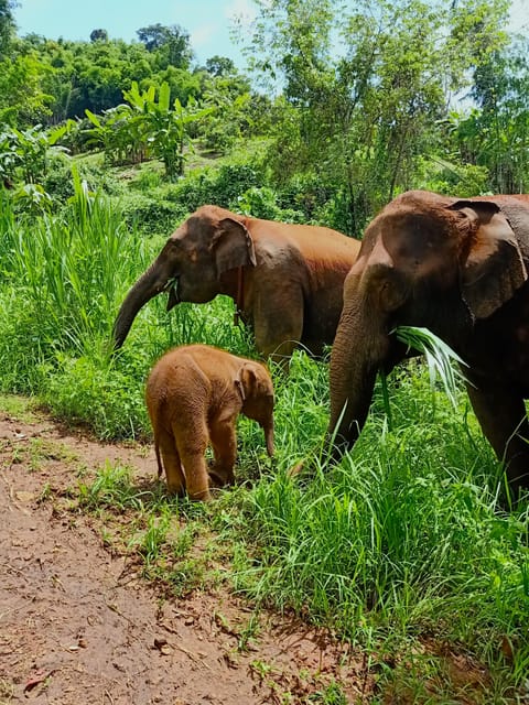 Full-day with CHIANGMAI ELEPHANT CARE and Sticky waterfall - Key points at a glance
