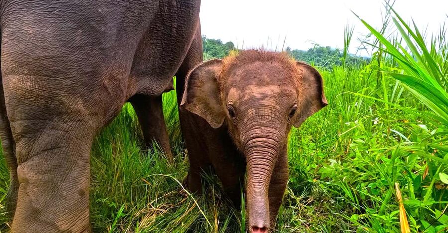 Full-day with CHIANGMAI ELEPHANT CARE and Sticky waterfall - Changing into a uniform at the elephant camp