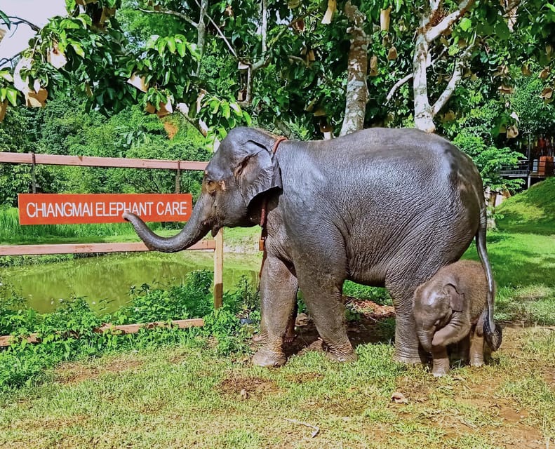 Full-day with CHIANGMAI ELEPHANT CARE and Sticky waterfall - Two hours of feeding, medicine balls, and observation