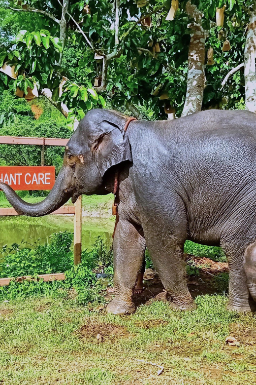 Full-day with CHIANGMAI ELEPHANT CARE and Sticky waterfall - Bathing and brushing elephants in the river