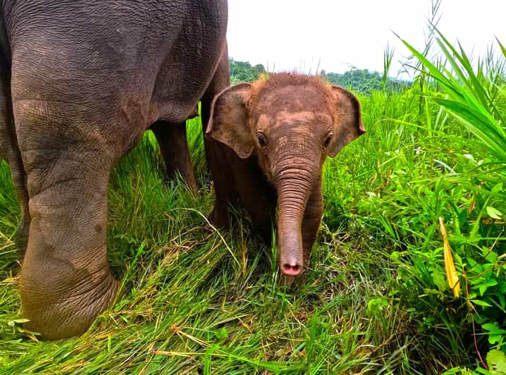 Full-day with CHIANGMAI ELEPHANT CARE and Sticky waterfall - 8am pickup and the road to Mae Taeng