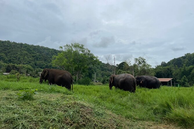 Half-Day Elephant Experience at Rantong - Meeting rescued elephants near Mae Taeng