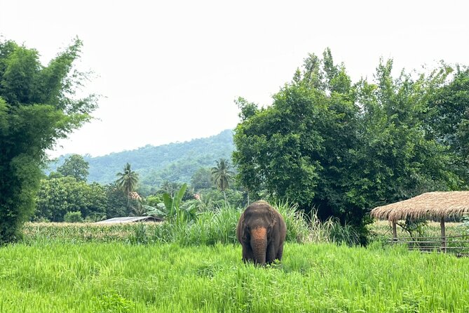 Half-Day Elephant Experience at Rantong - Thai food after the elephant activities